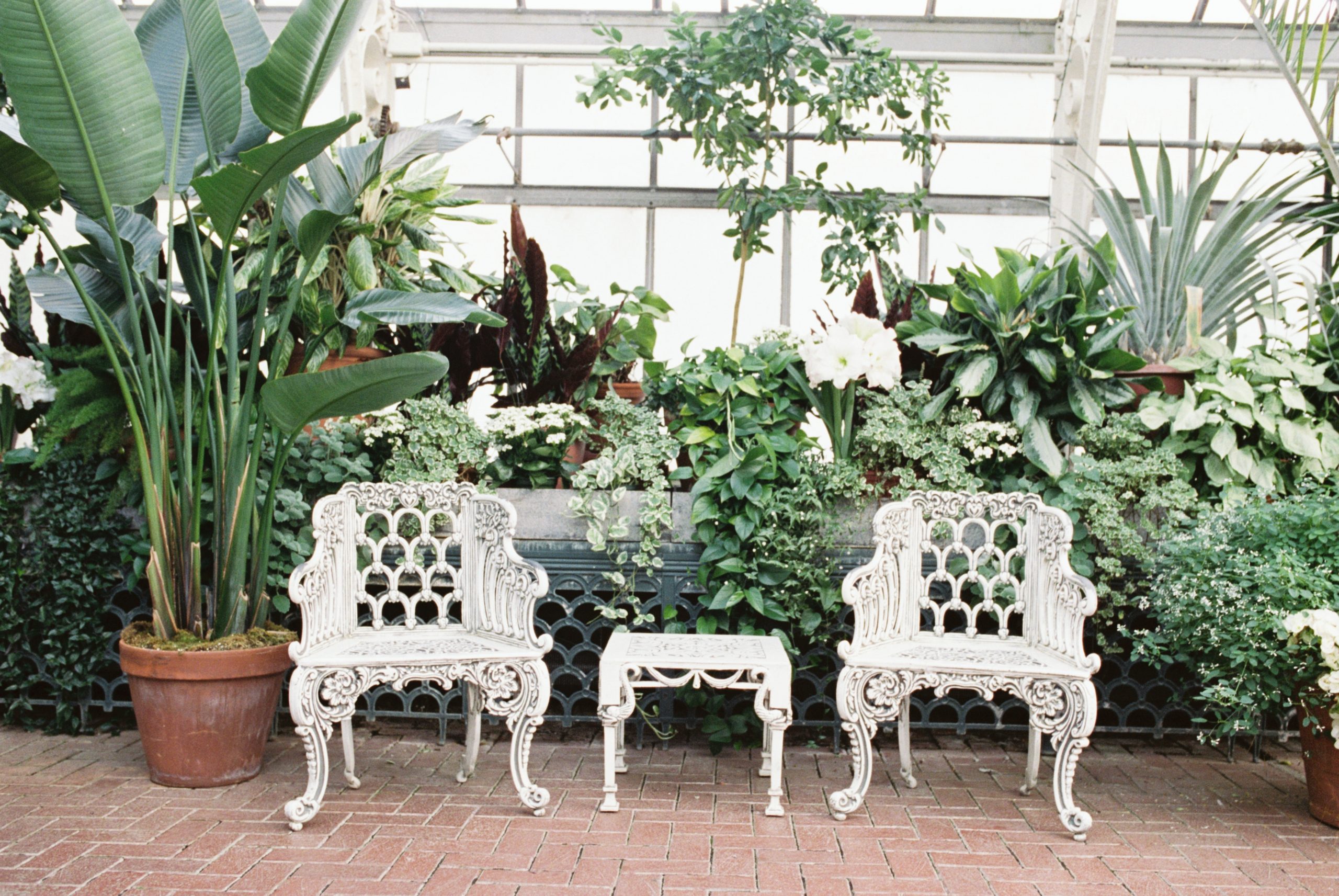 Two empty white chairs in an Asheville Greenhouse.